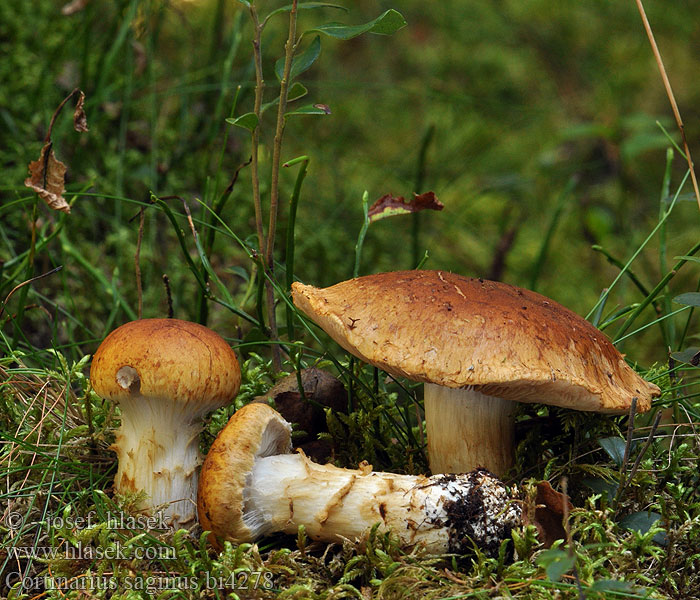 Cortinarius saginus bi4278