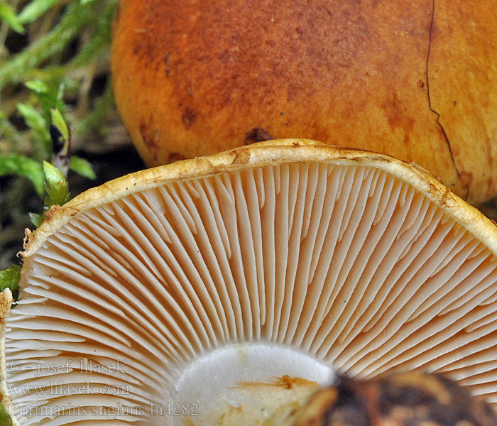 Cortinarius saginus bi4282