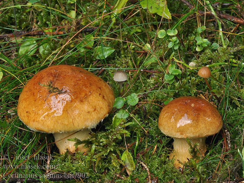 Cortinarius saginus Pavučinec podsaditý Cortinaire pansu Vaskiseitikki Geschmückter Schleimkopf Grankransslørsopp Zasłonak torfowy Паутинник массивный Grankransspindling