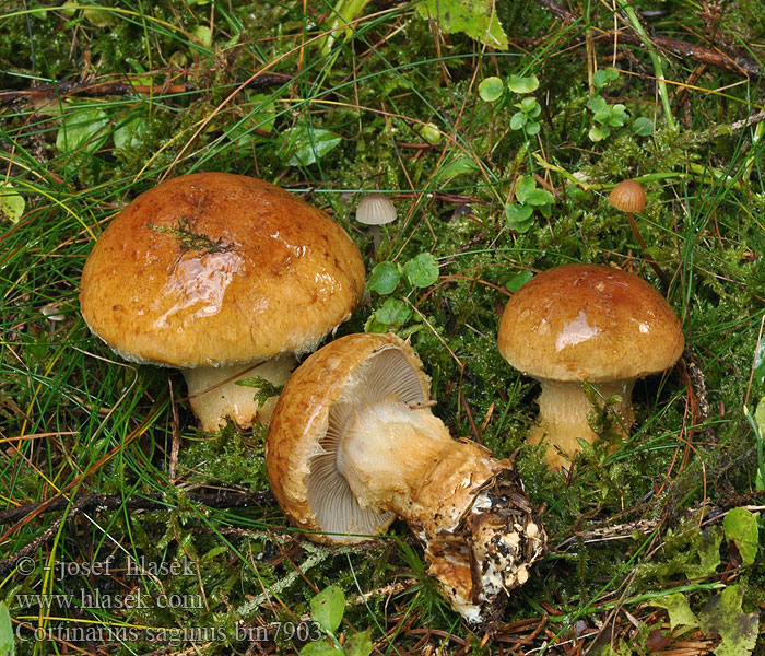 Cortinarius saginus bm7903