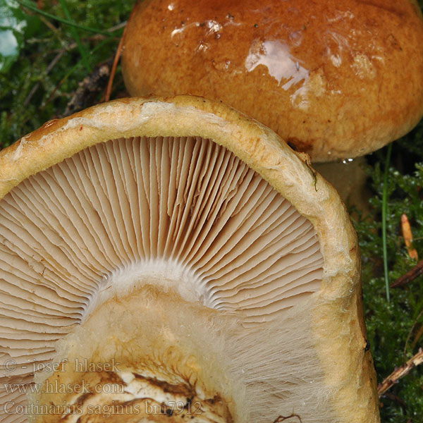 Паутинник массивный Grankransspindling Cortinarius saginus Pavučinec podsaditý Cortinaire pansu Vaskiseitikki Geschmückter Schleimkopf Grankransslørsopp Zasłonak torfowy