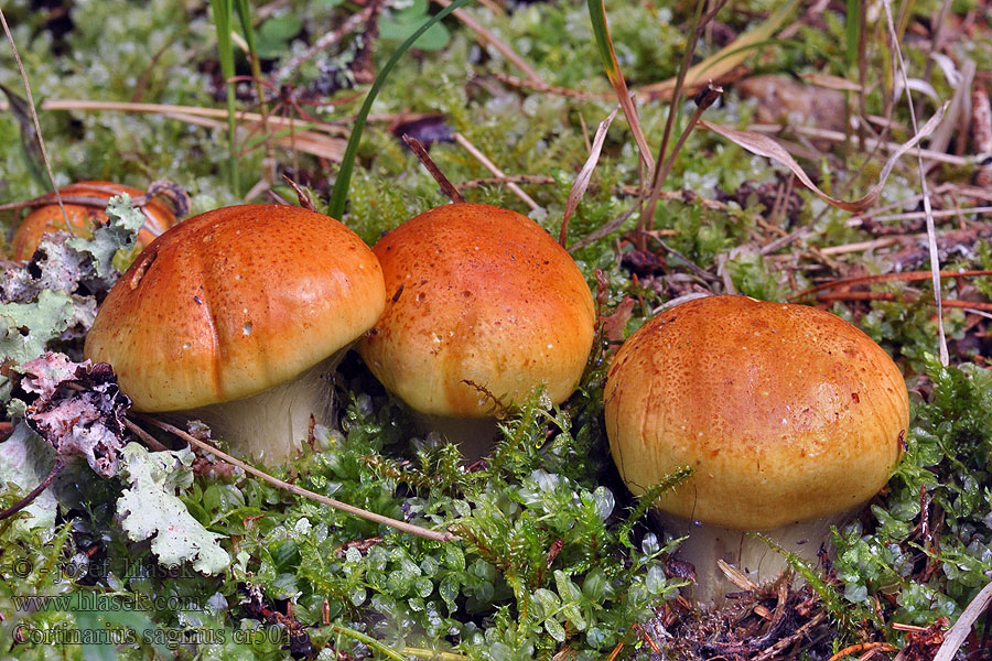 Pavučinec podsaditý Cortinarius saginus