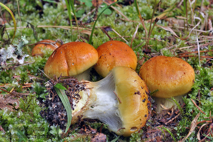 Cortinaire pansu Cortinarius saginus