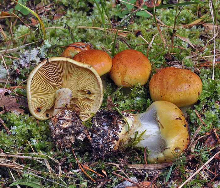 Zasłonak torfowy Cortinarius saginus