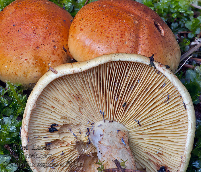 Паутинник массивный Grankransspindling Cortinarius saginus