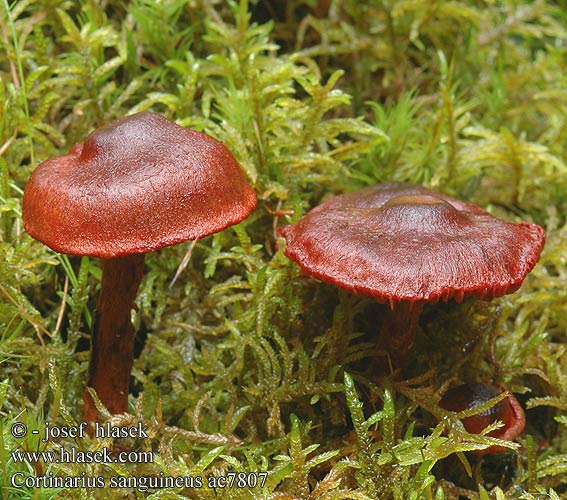 Cortinarius sanguineus ac7807