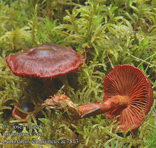 Cortinarius sanguineus Dermocybe sanguinea Cortinaire sanguin Blutroter Hautkopf Krvena koprenka Bloedrode gordijnzwam Паутинник кровавый Pavučinec krvavý Kožnatka krvavá Cortinario rojo Bloodred webcap Blood-red cort Blodspindling Veriseitikki Blodrød slørhat Grønkødet Pavučinovec krvavý Skórzak krwisty Zasłonak