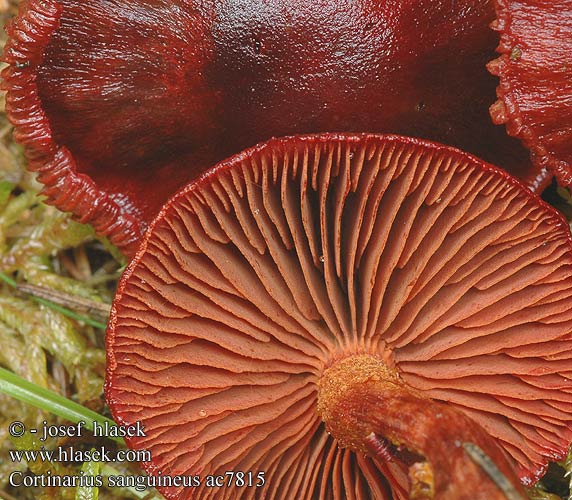 Cortinarius sanguineus Blutroter Hautkopf Krvena koprenka Bloedrode gordijnzwam Паутинник кровавый Pavučinec krvavý Kožnatka krvavá Cortinario rojo Bloodred webcap Blood-red cort Blodspindling Veriseitikki Blodrød slørhat Grønkødet Pavučinovec krvavý Skórzak krwisty Zasłonak Dermocybe sanguinea Cortinaire sanguin