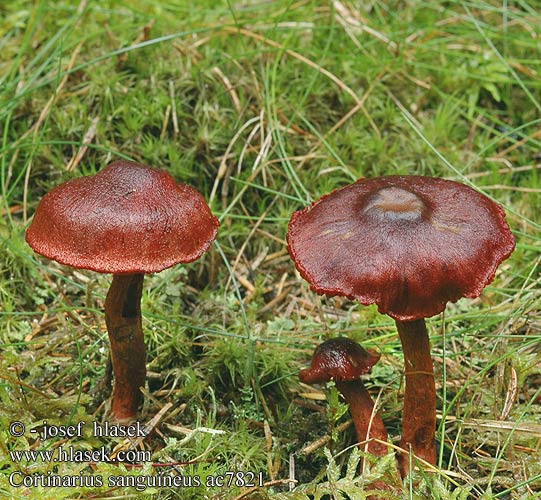 Cortinarius sanguineus ac7821