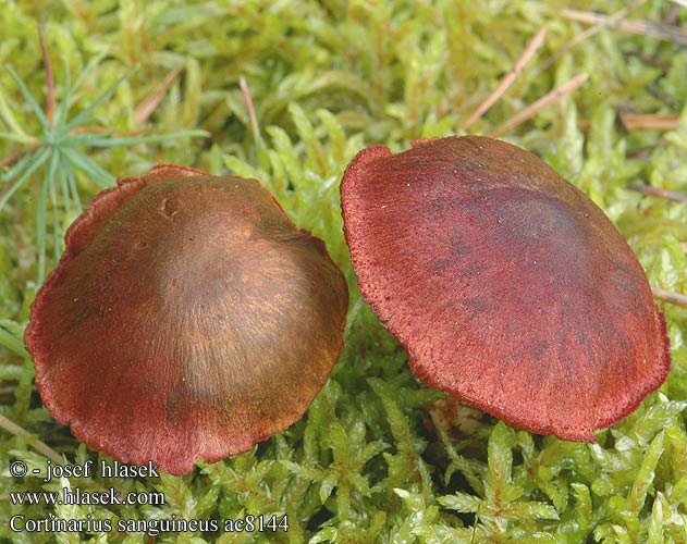 Cortinarius sanguineus Bloodred webcap Blood-red cort Blodspindling Veriseitikki Blodrød slørhat Grønkødet Pavučinovec krvavý Skórzak krwisty Zasłonak Dermocybe sanguinea Cortinaire sanguin Blutroter Hautkopf Krvena koprenka Bloedrode gordijnzwam Паутинник кровавый Pavučinec krvavý Kožnatka krvavá Cortinario rojo