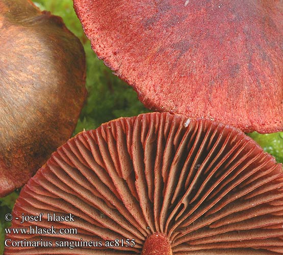 Cortinarius sanguineus Blodspindling Veriseitikki Blodrød slørhat Grønkødet Pavučinovec krvavý Skórzak krwisty Zasłonak Dermocybe sanguinea Cortinaire sanguin Blutroter Hautkopf Krvena koprenka Bloedrode gordijnzwam Паутинник кровавый Pavučinec krvavý Kožnatka krvavá Cortinario rojo Bloodred webcap Blood-red cort