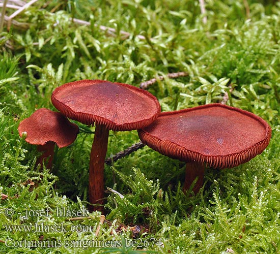 Cortinarius sanguineus be2674