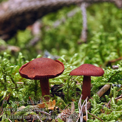 Skórzak krwisty Zasłonak Dermocybe sanguinea Cortinaire sanguin Blutroter Hautkopf Krvena koprenka Bloedrode gordijnzwam Паутинник кровавый Pavučinec krvavý Kožnatka krvavá Cortinario rojo Bloodred webcap Blood-red cort Cortinarius sanguineus Blodspindling Veriseitikki Blodrød slørhat Grønkødet Pavučinovec krvavý