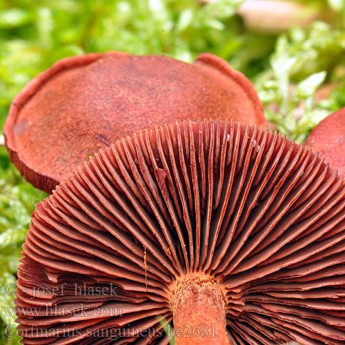 Cortinaire sanguin Blutroter Hautkopf Krvena koprenka Bloedrode gordijnzwam Паутинник кровавый Pavučinec krvavý Kožnatka krvavá Cortinario rojo Bloodred webcap Blood-red cort Cortinarius sanguineus Blodspindling Veriseitikki Blodrød slørhat Grønkødet Pavučinovec krvavý Skórzak krwisty Zasłonak Dermocybe sanguinea