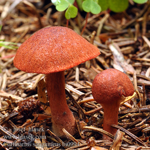 Bloedrode gordijnzwam Паутинник кровавый Pavučinec krvavý Kožnatka krvavá Cortinario rojo Bloodred webcap Blood-red cort Cortinarius sanguineus Blodspindling Veriseitikki Blodrød slørhat Grønkødet Pavučinovec krvavý Skórzak krwisty Zasłonak Dermocybe sanguinea Cortinaire sanguin Blutroter Hautkopf Krvena koprenka