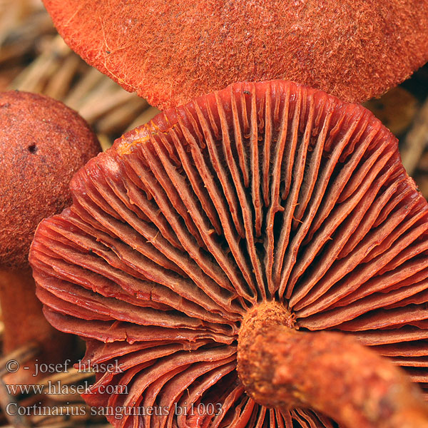 Pavučinec krvavý Kožnatka krvavá Cortinario rojo Bloodred webcap Blood-red cort Cortinarius sanguineus Blodspindling Veriseitikki Blodrød slørhat Grønkødet Pavučinovec krvavý Skórzak krwisty Zasłonak Dermocybe sanguinea Cortinaire sanguin Blutroter Hautkopf Krvena koprenka Bloedrode gordijnzwam Паутинник кровавый