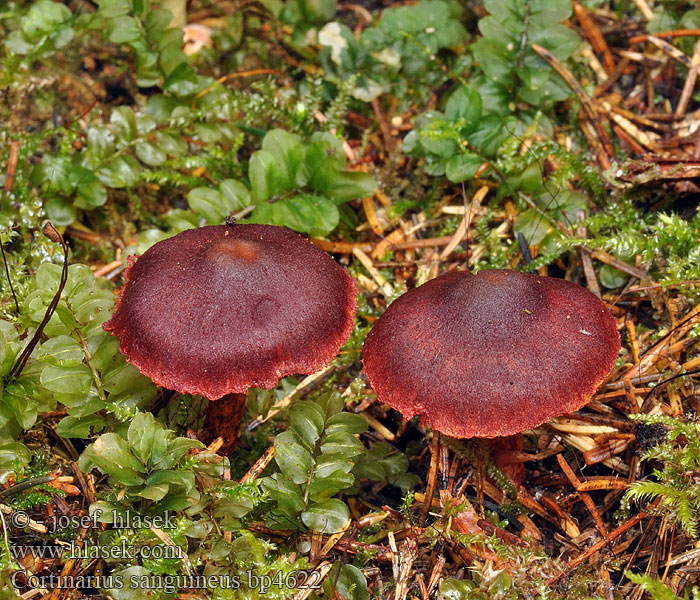 Cortinario rojo Bloodred webcap Blood-red cort Cortinarius sanguineus Blodspindling Veriseitikki Blodrød slørhat Grønkødet Pavučinovec krvavý Skórzak krwisty Zasłonak Dermocybe sanguinea Cortinaire sanguin Blutroter Hautkopf Krvena koprenka Bloedrode gordijnzwam Паутинник кровавый Pavučinec krvavý Kožnatka krvavá