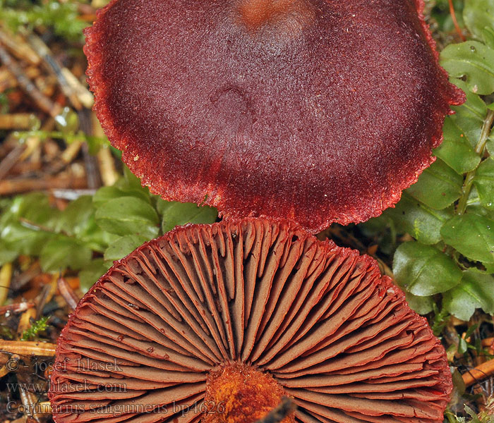 Bloodred webcap Blood-red cort Cortinarius sanguineus Blodspindling Veriseitikki Blodrød slørhat Grønkødet Pavučinovec krvavý Skórzak krwisty Zasłonak Dermocybe sanguinea Cortinaire sanguin Blutroter Hautkopf Krvena koprenka Bloedrode gordijnzwam Паутинник кровавый Pavučinec krvavý Kožnatka krvavá Cortinario rojo