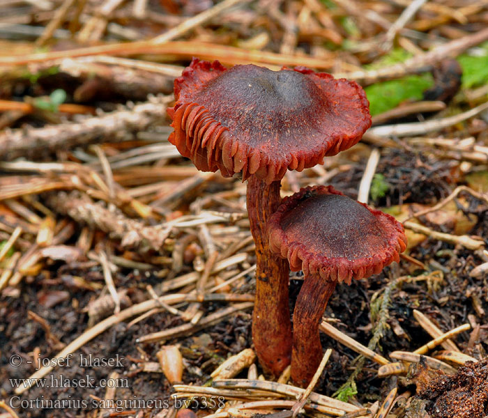 Cortinarius sanguineus Pavučinec krvavý Kožnatka krvavá