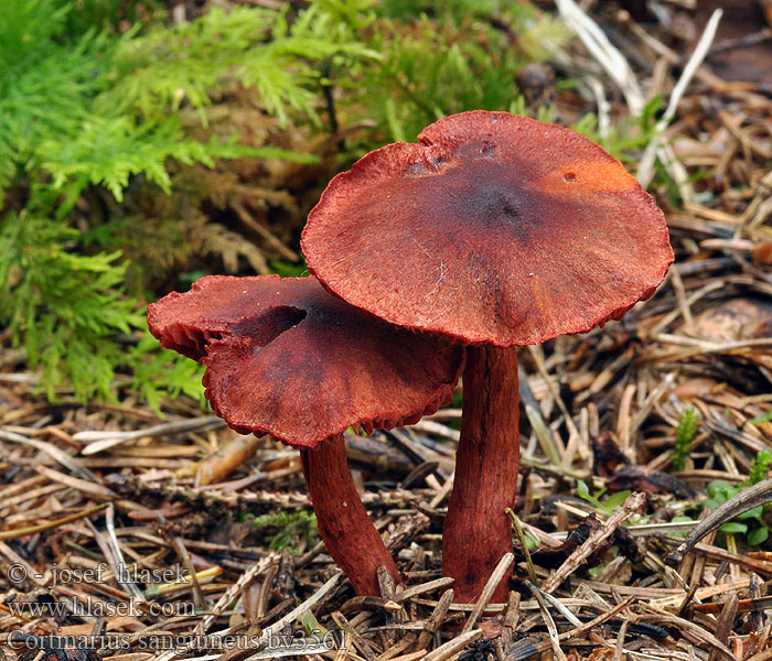 Cortinarius sanguineus Cortinario rojo