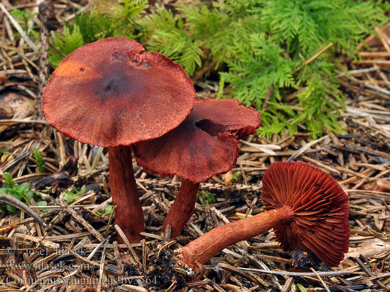 Cortinarius sanguineus Bloodred webcap Blood-red cort