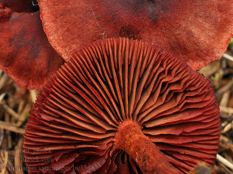 Cortinarius sanguineus Blodspindling