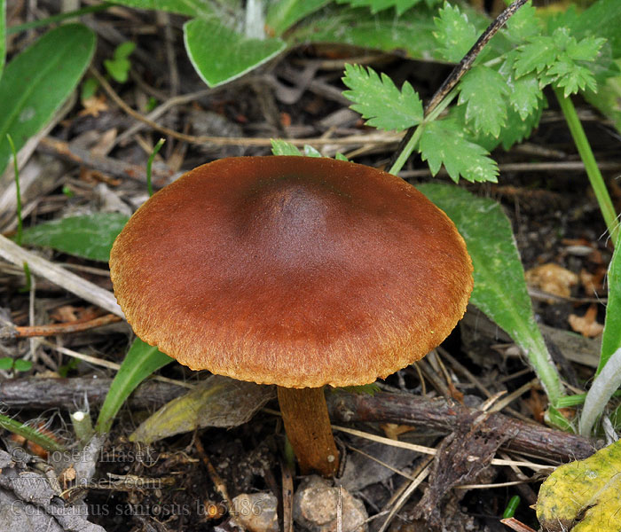 Cortinarius_saniosus_bo5486