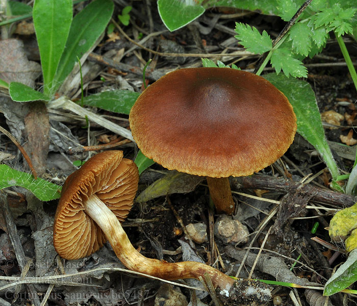 Cortinarius_saniosus_bo5487