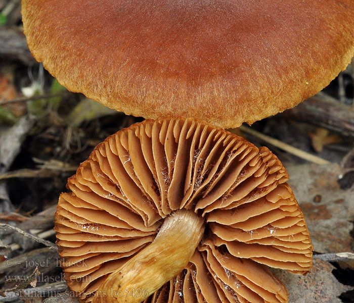 Cortinarius saniosus Pavučinec přižloutlý Паутинник сукровичный