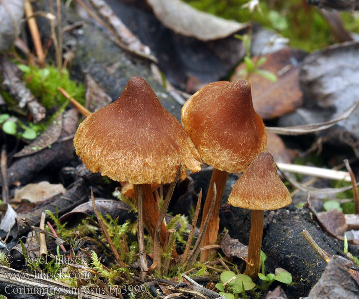 Cortinarius saniosus Pavučinec přižloutlý Gelbgeschmückter Raukopf