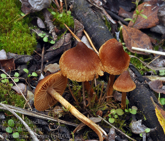 Cortinarius_saniosus_bp4002