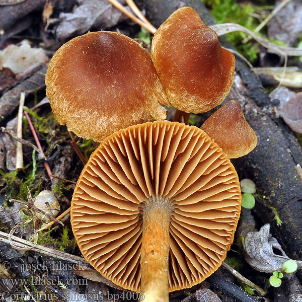 Cortinarius_saniosus_bp4006