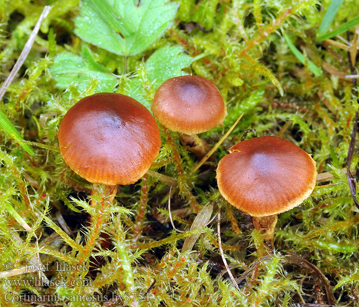 Cortinarius saniosus Pavučinec přižloutlý