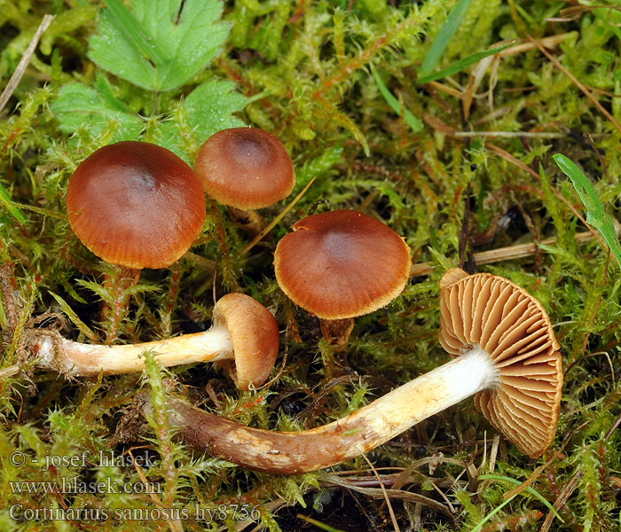 Cortinarius saniosus Gelbgeschmückter Raukopf