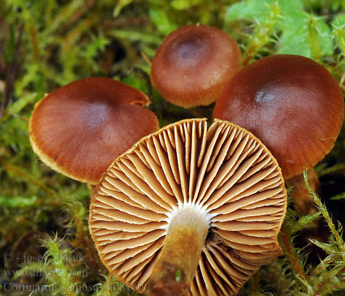 Cortinarius saniosus Bleke geelvezelgordijnzwam