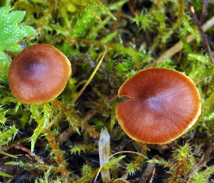 Cortinarius saniosus Zasłonak włóknistożółty