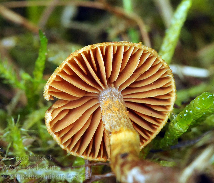 Cortinarius saniosus Pavučinovec žltkastý