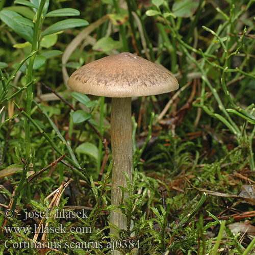 Cortinarius scaurus Sump-slørhat Olivblättriger Klumpfuß Klumpfuss