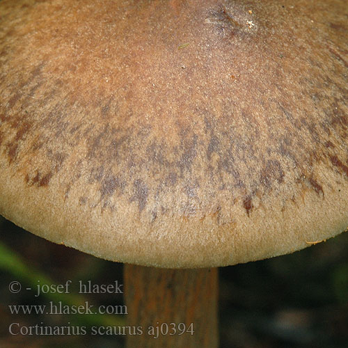 Cortinarius scaurus Green Webcap Olijfplaatgordijnzwam マダラフウセンタケ（新称）