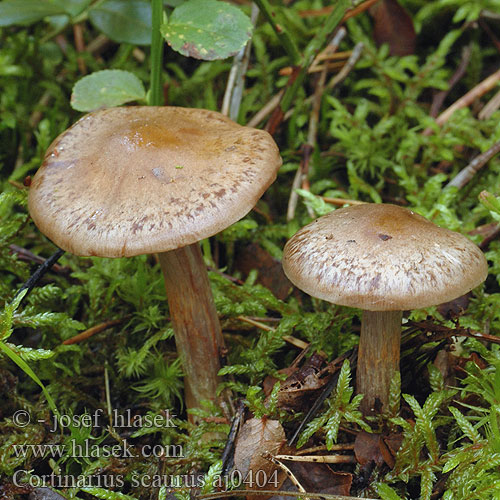 Cortinarius scaurus Pavučinec postříkaný Tummatäpläseitikki