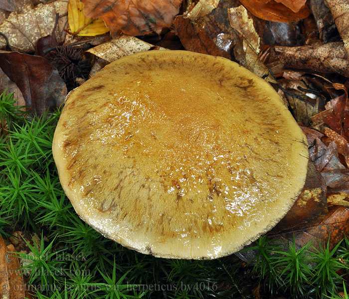 Cortinarius scaurus Sump-slørhat Olivblättriger Klumpfuß