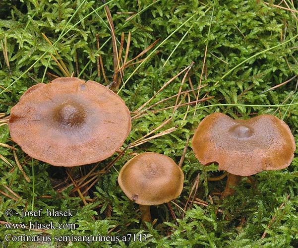 Cortinarius semisanguineus a7143