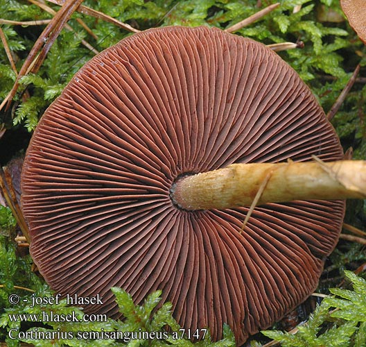 Cortinarius semisanguineus a7147