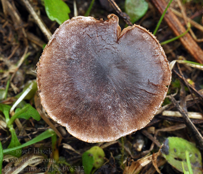 Cortinarius sertipes Pavučinec ověnčený