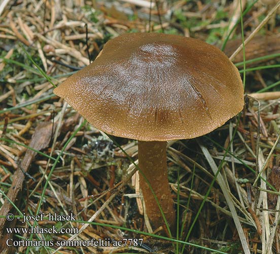 Cortinarius sommerfeltii Sahramiseitikki Pavučinec skořicově hnědý Zoneret slørhat Orangeblättriger Hautkopf Mörk kanelspindling