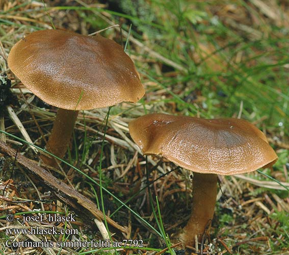 Cortinarius sommerfeltii Pavučinec skořicově hnědý Zoneret slørhat Orangeblättriger Hautkopf Mörk kanelspindling Sahramiseitikki