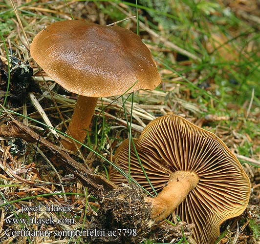 Cortinarius sommerfeltii ac7798