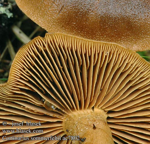 Cortinarius sommerfeltii Orangeblättriger Hautkopf Mörk kanelspindling Sahramiseitikki Pavučinec skořicově hnědý Zoneret slørhat