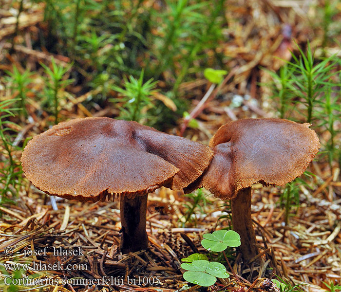 Cortinarius sommerfeltii bi1005