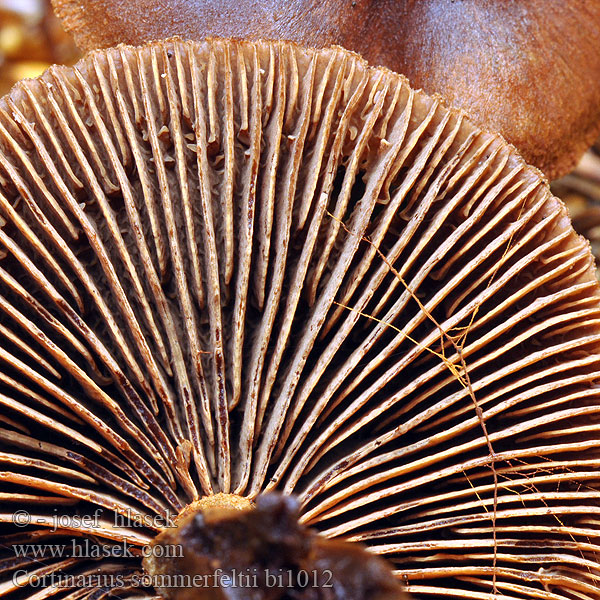 Cortinarius sommerfeltii bi1012